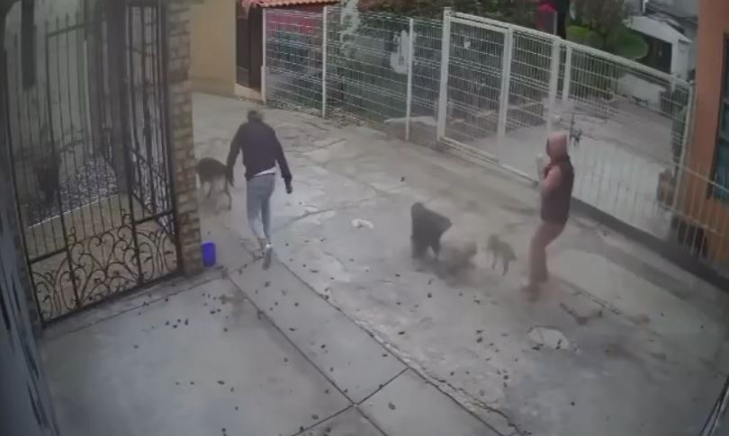 Caso de maltrato animal en Zapotlán. (Cortesía)