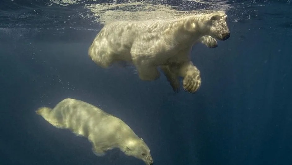 Estudio sugiere adaptación genética de osos polares al cambio climático
