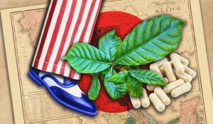 Gringos vienen a México para curarse del fentanilo con planta africana: la ibogaína