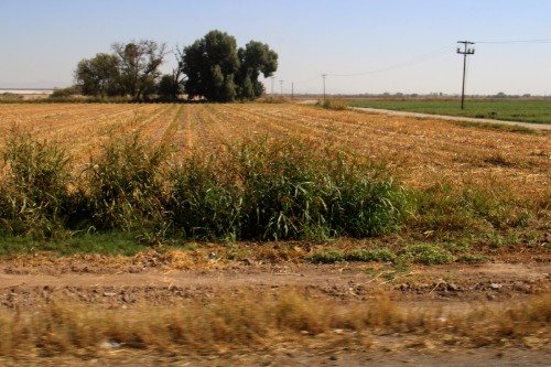 En La Laguna, agricultores ven mejoría mínima para ciclo agrícola. | Rolando Riestra