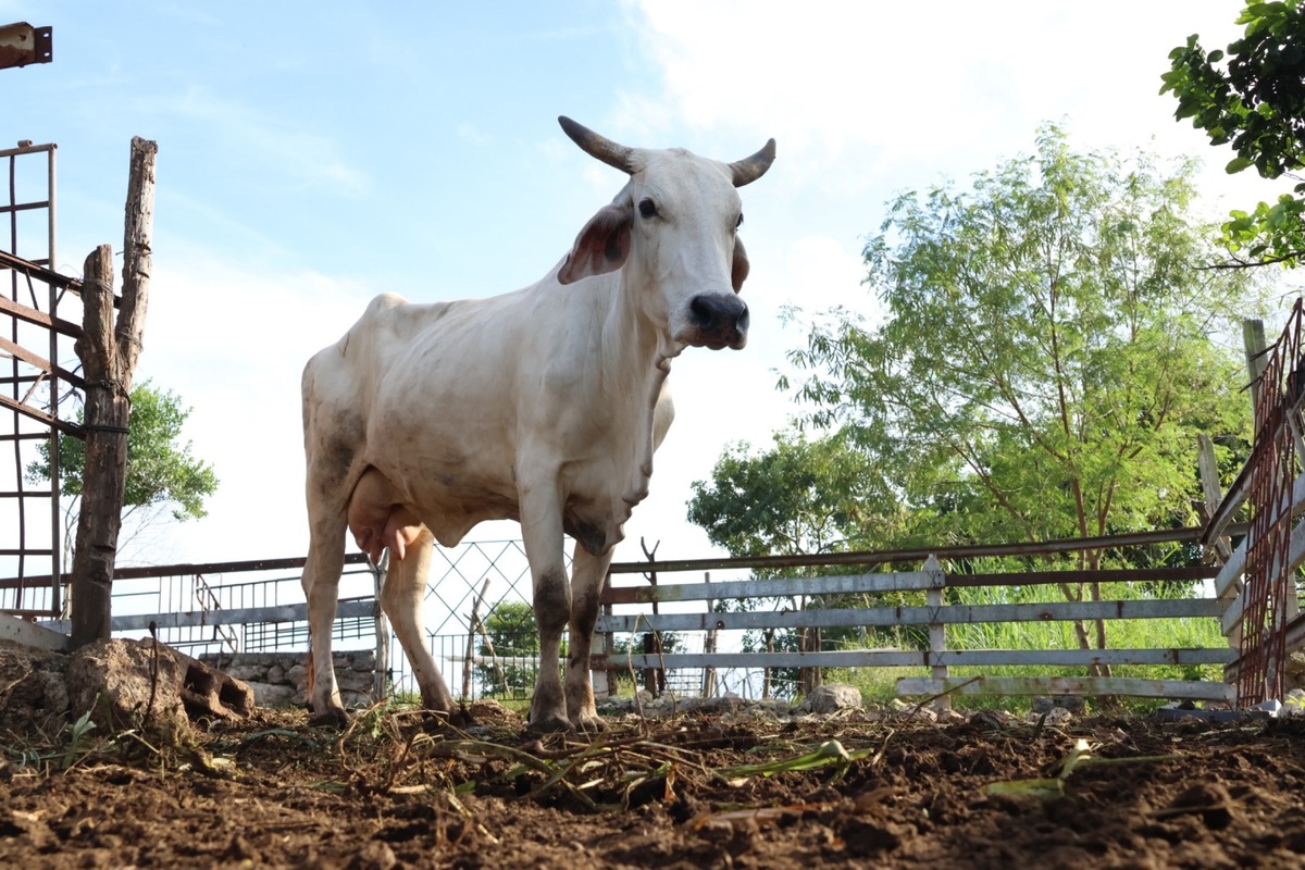 Se registran 54 nuevos casos de gusano barrenador en Yucatán; suman mil 307 expedientes