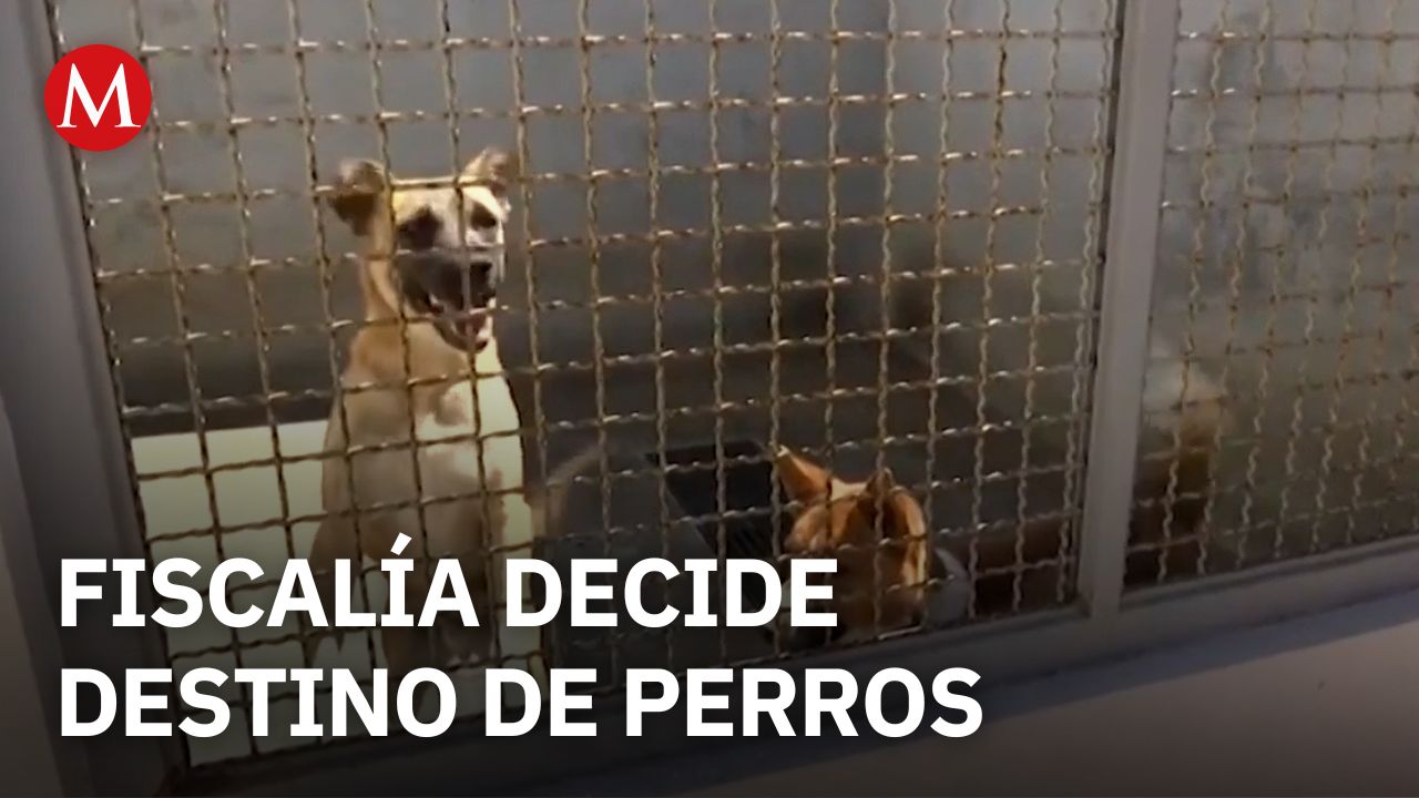 Fiscalía define destino de perros tras ataque a borregos en zoológico de León