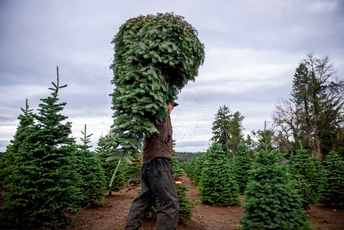 Ya nadie quiere árboles de Navidad naturales