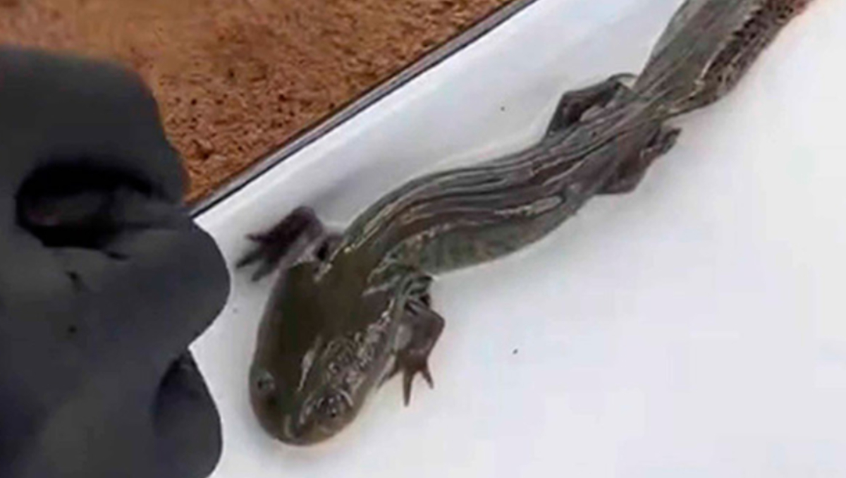 Al menos 50 ejemplares del ajolote del Altiplano fueron encontrados en Querétaro por científicos. | UNAM