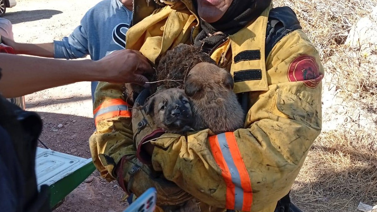 Rescatan a seis cachorritos tras incendio en Guanajuato capital. | Bomberos Simub Voluntarios A.C.
