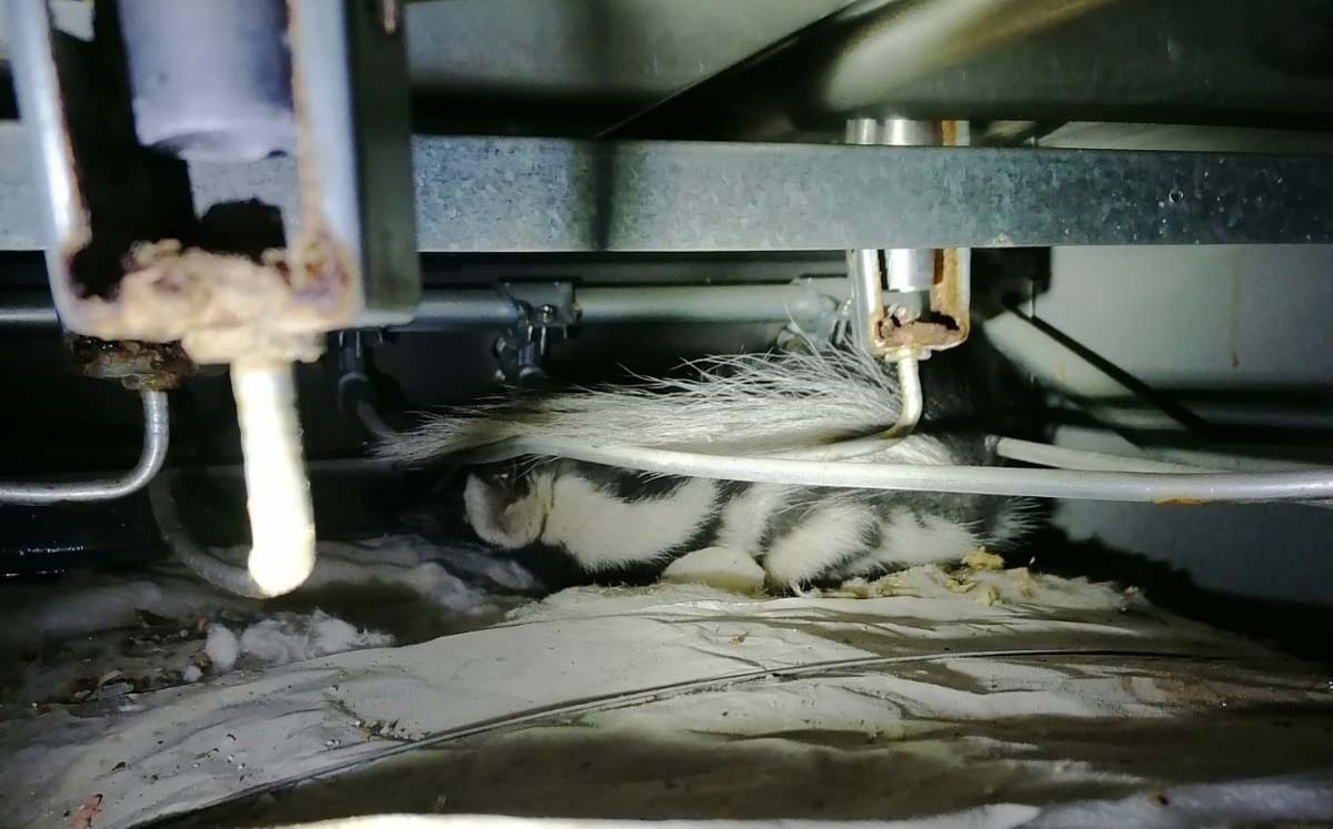 Zorrillo se mete a estufa de una casa en Lerdo. | Foto: Archivo