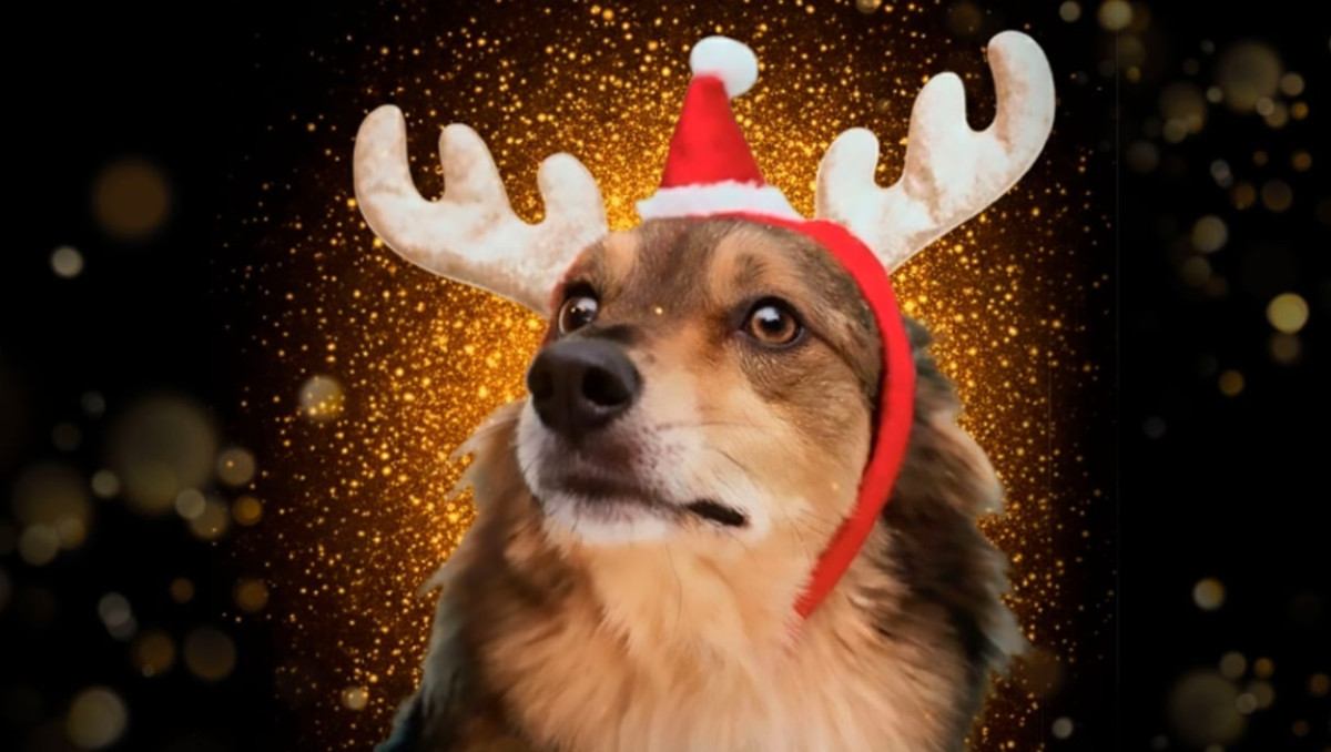 BUAP te brinda 8 recomendaciones para el cuidado de tu mascota en épocas decembrinas | Especial