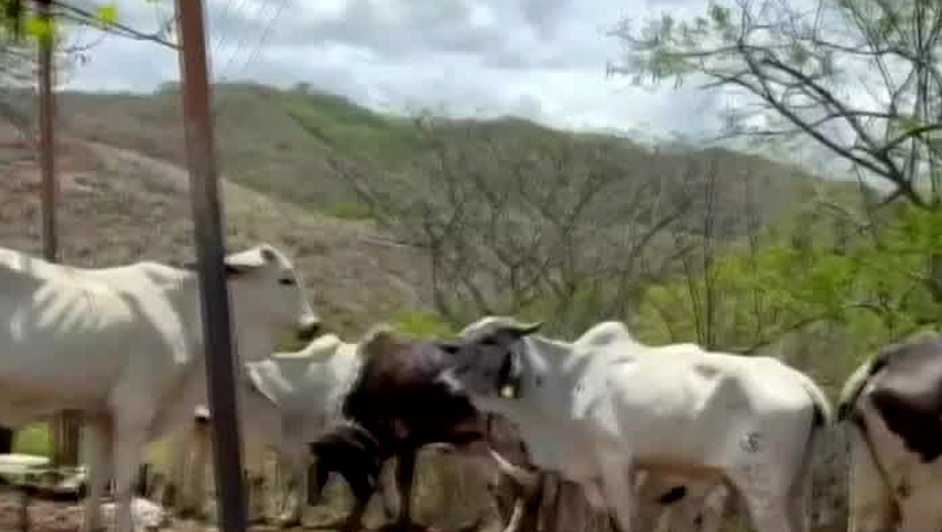 912 contagios y 213 casos por gusano barrenador en más de 80 municipios de Oaxaca