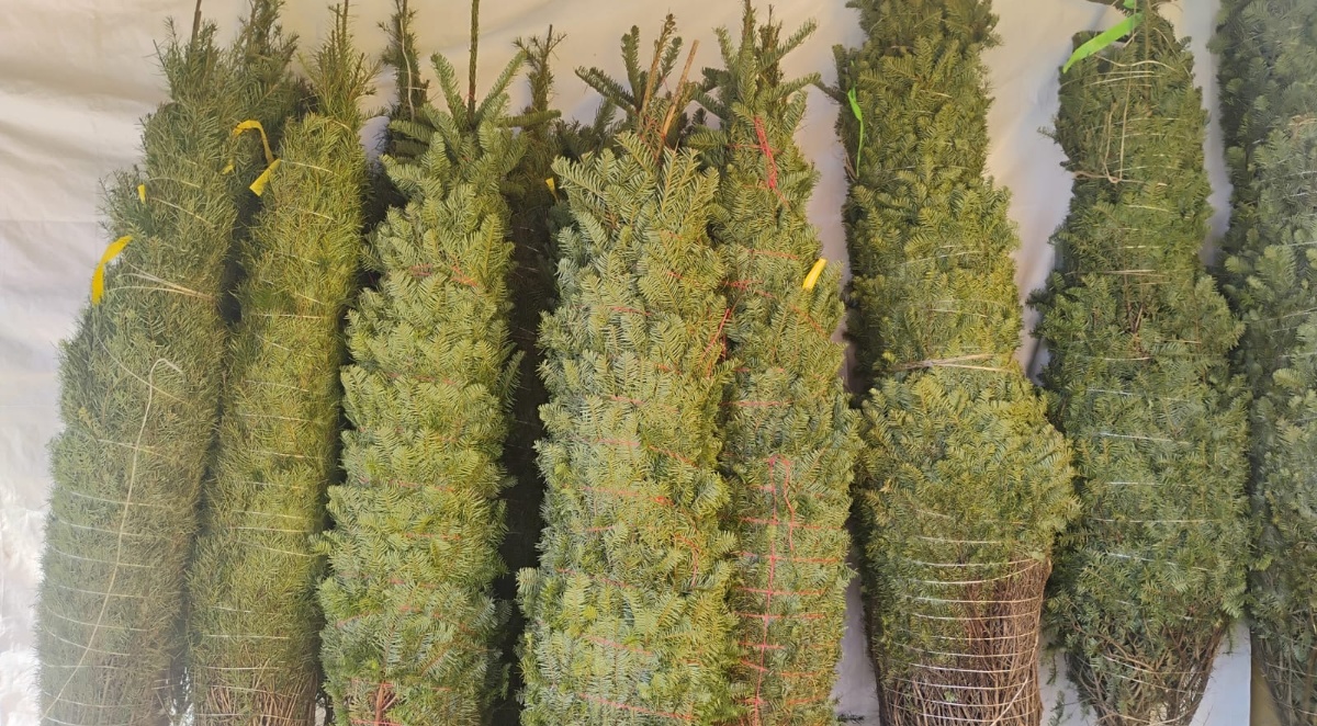 Con los cuidados adecuados, tener un pino natural para Navidad puede ser mejor para la naturaleza (Foto: Cortesía)