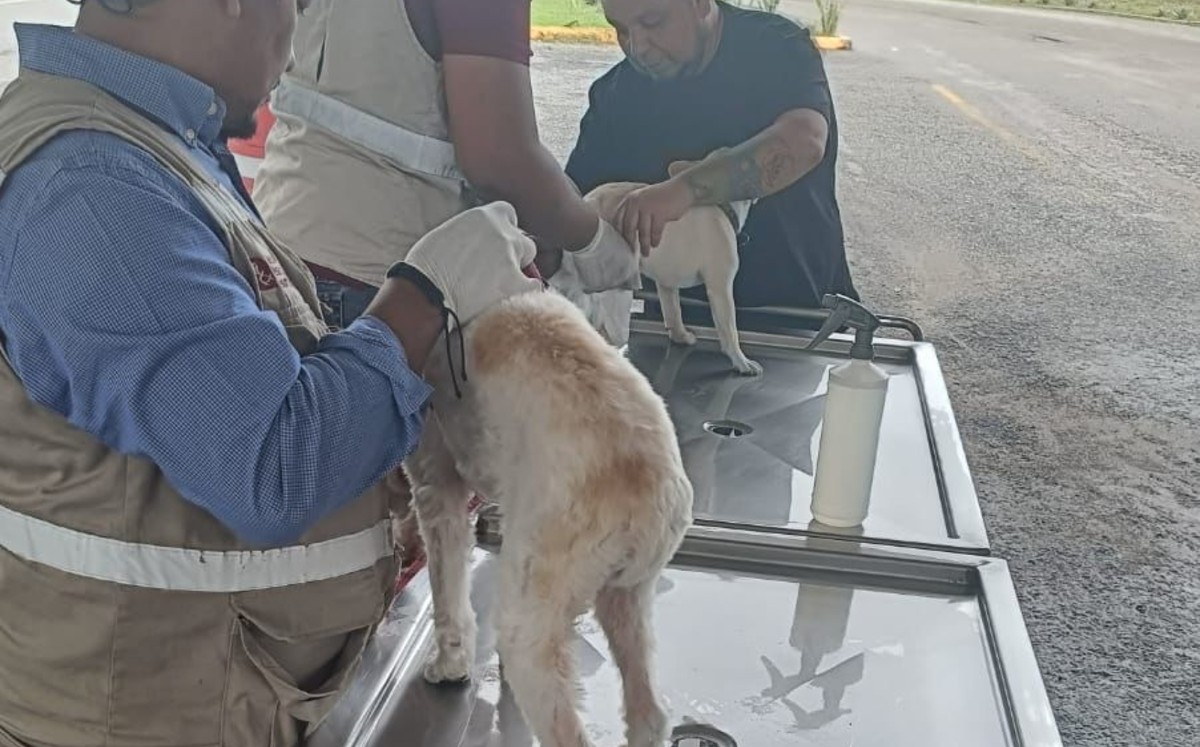 Hasta el momento, Tamaulipas se mantiene como estado libre del gusano barrenador.| Mario Juárez