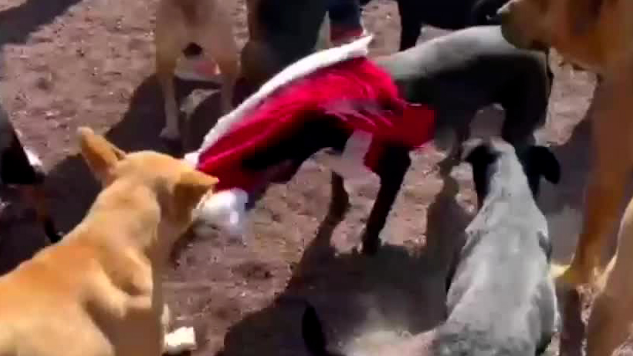 Carla Bautista usa emprendimiento para apoyar a refugio animal en San Martín de las Pirámides