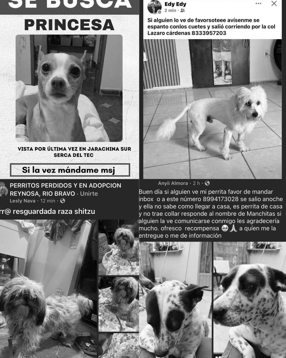 Perros extraviados por pirotecnia en Tamaulipas