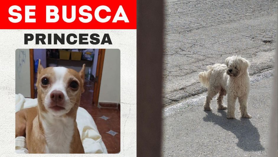 Perros extraviados por pirotecnia en Tamaulipas