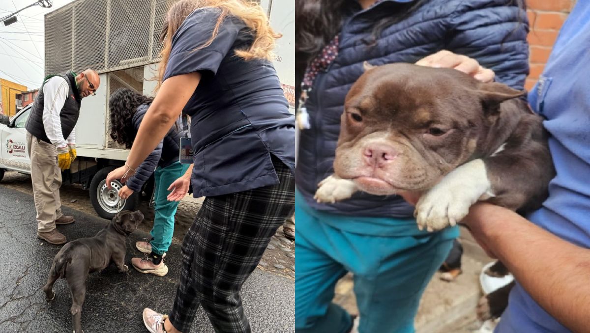 La Unidad de Control y Bienestar animal puso en resguardo a los perritos. Foto: (Especial)