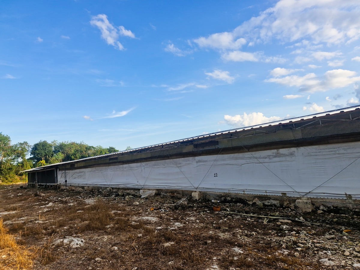 En Yucatán, clausuran granjas avícolas tras destruir 23 hectáreas de selva baja
