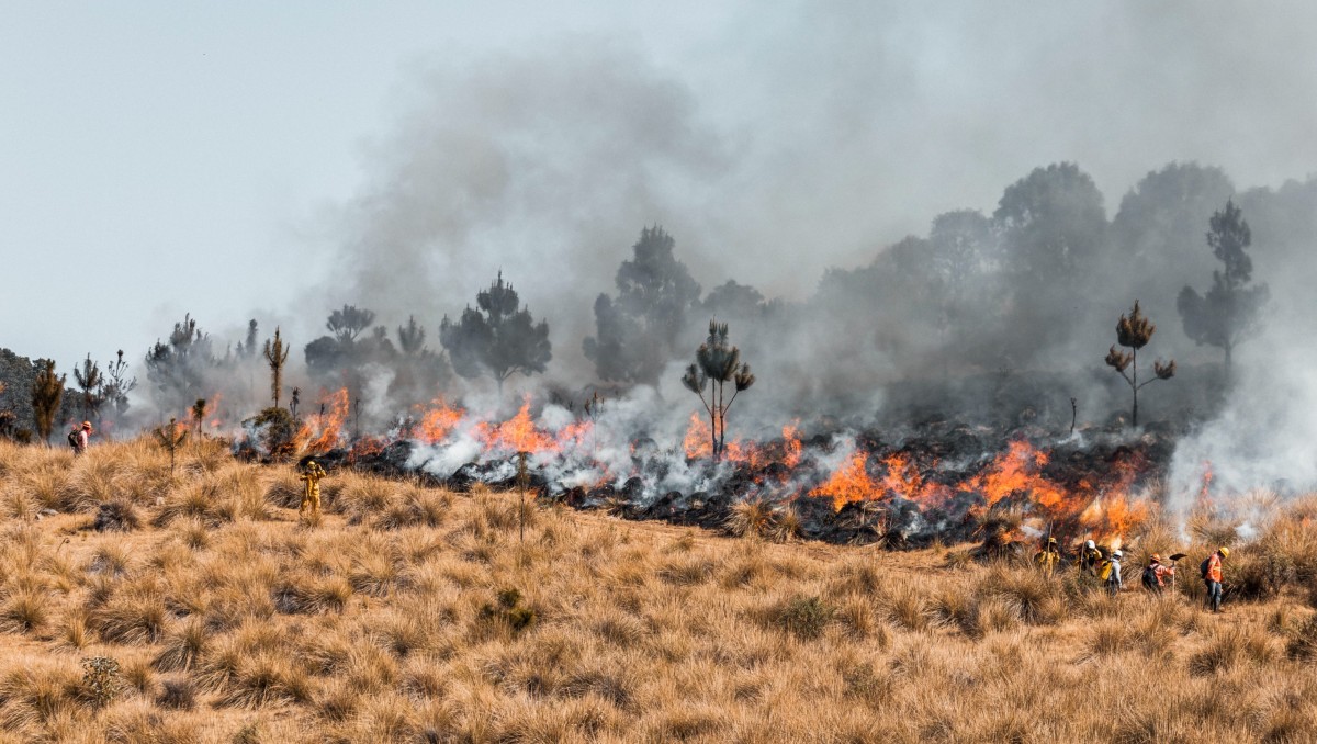 Guanajuato: más de 12 mil incendios devoran pastizales | Especial