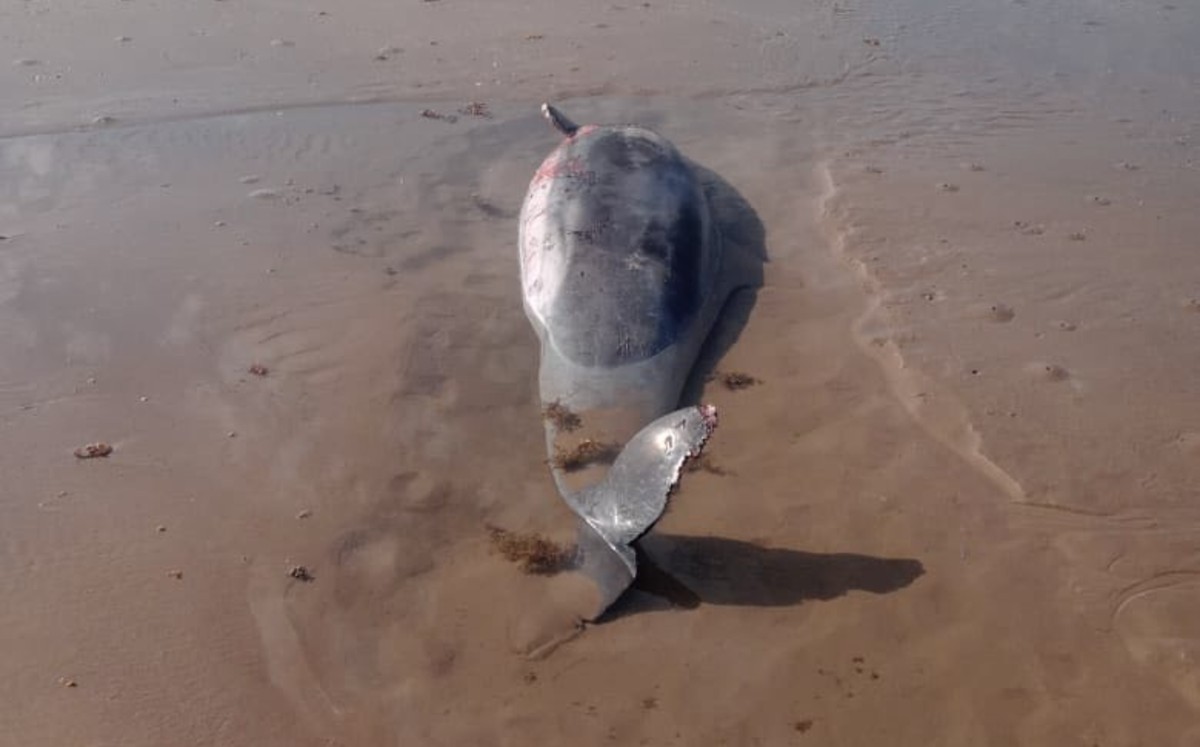 Hallan dos delfines muertos en Playa Bagdad; alerta prácticas ilegales