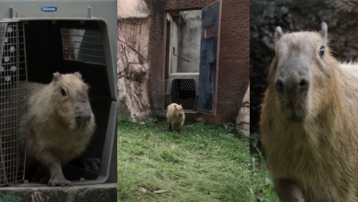 Llegan capibaras a zoológico de Tamatán. (Especial)