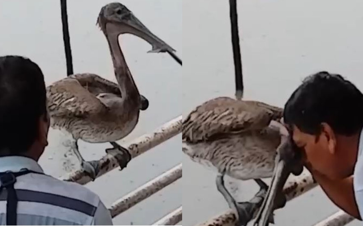 Pelícano y Benito Guzmán, une entrañable amistad. | Cortesía