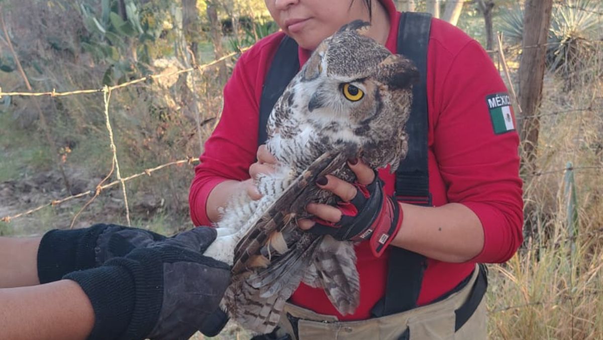 Personas que caminaban por lo que se conoce como 'Raymundo Viejo', detectaron un búho que no lograba alzar el vuelo. | Especial