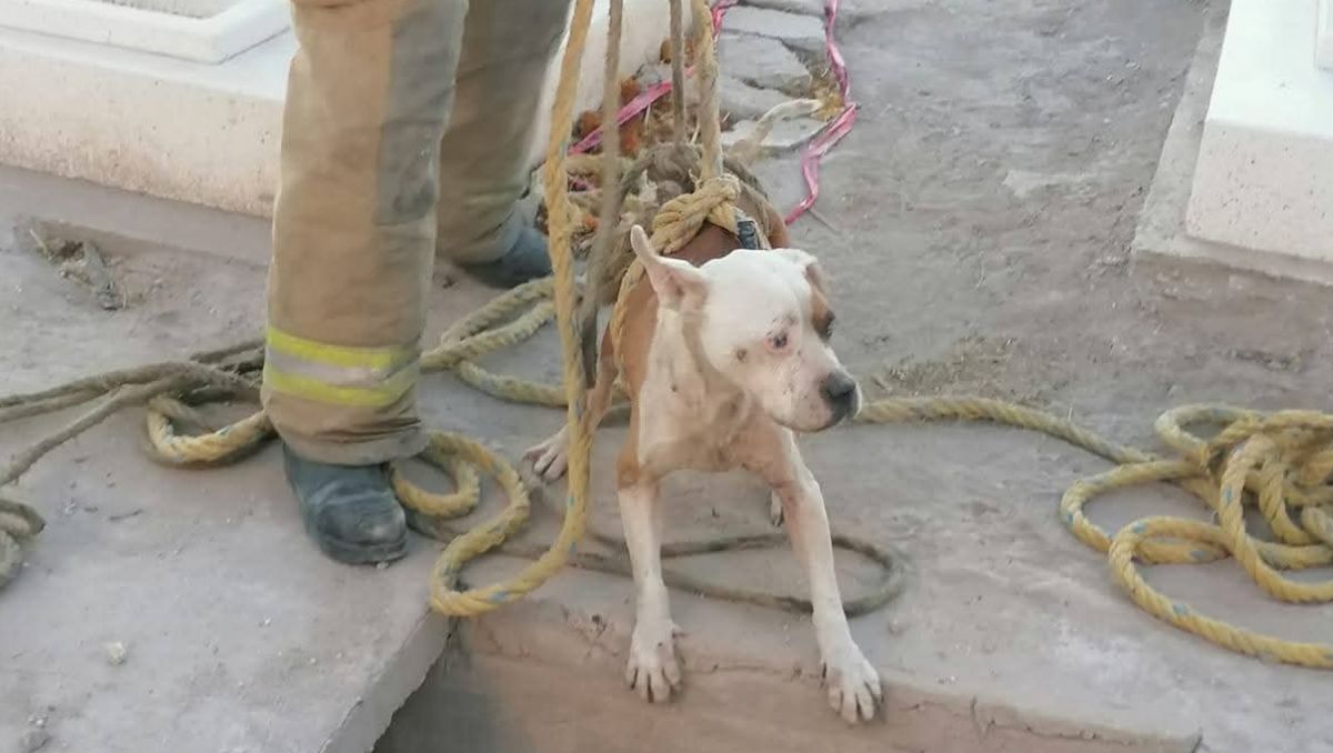 Fue a través de redes sociales que se publicó la situación del perrito; se decía que ya tenía tiempo dentro de la tumba. | Especial