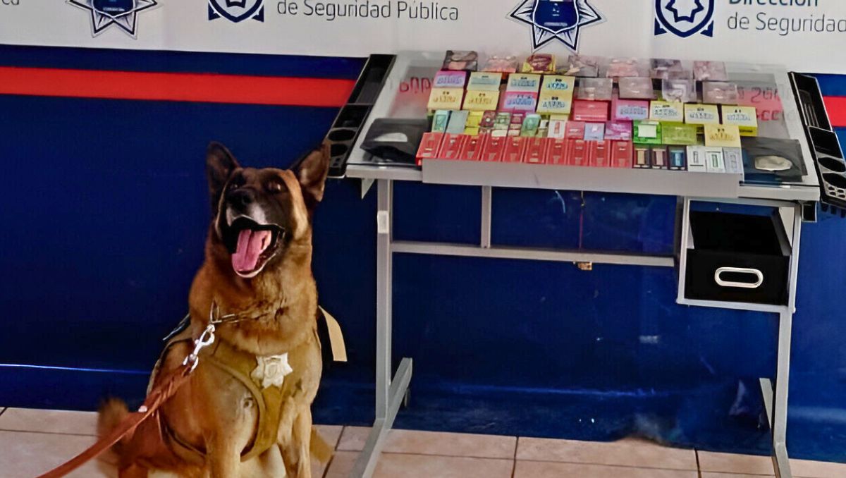 La unidad canina arribó al establecimiento, donde los trabajadores y encargados permitieron el acceso para la revisión rutinaria. | Especial