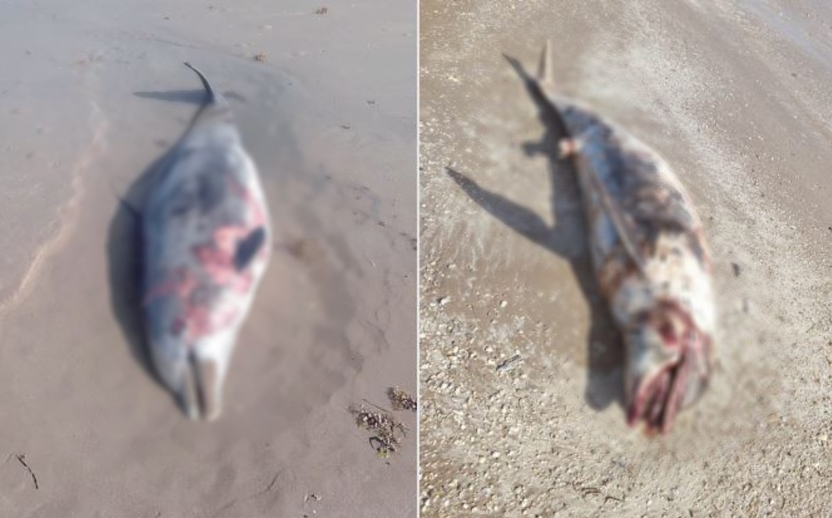 Los últimos dos ejemplares sin vida fueron ubicados este viernes. | Cortesía CONIBIO GLOBAL