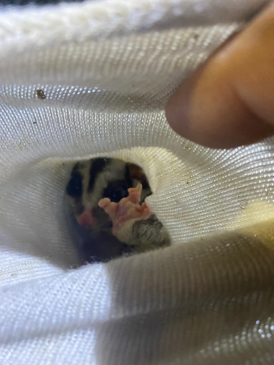 El animal se encontró en buen estado de salud. (Cortesía)