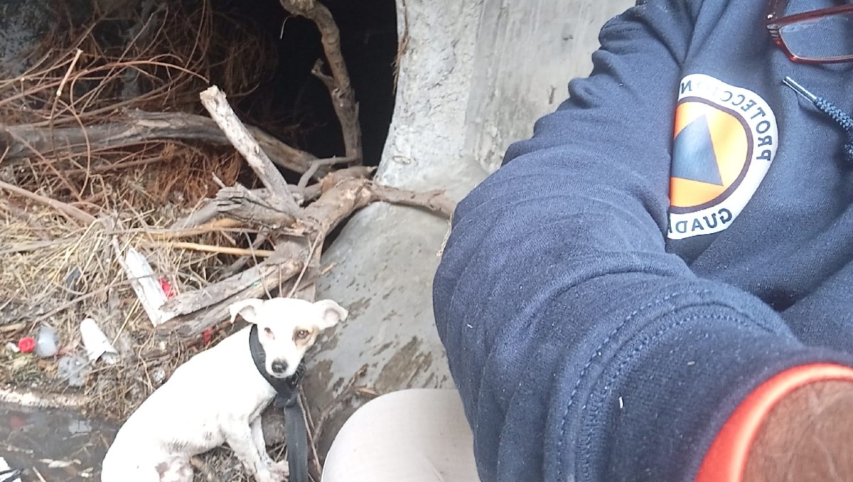 El animalito quedó atrapado por varios minutos en el canal. Foto: Especial