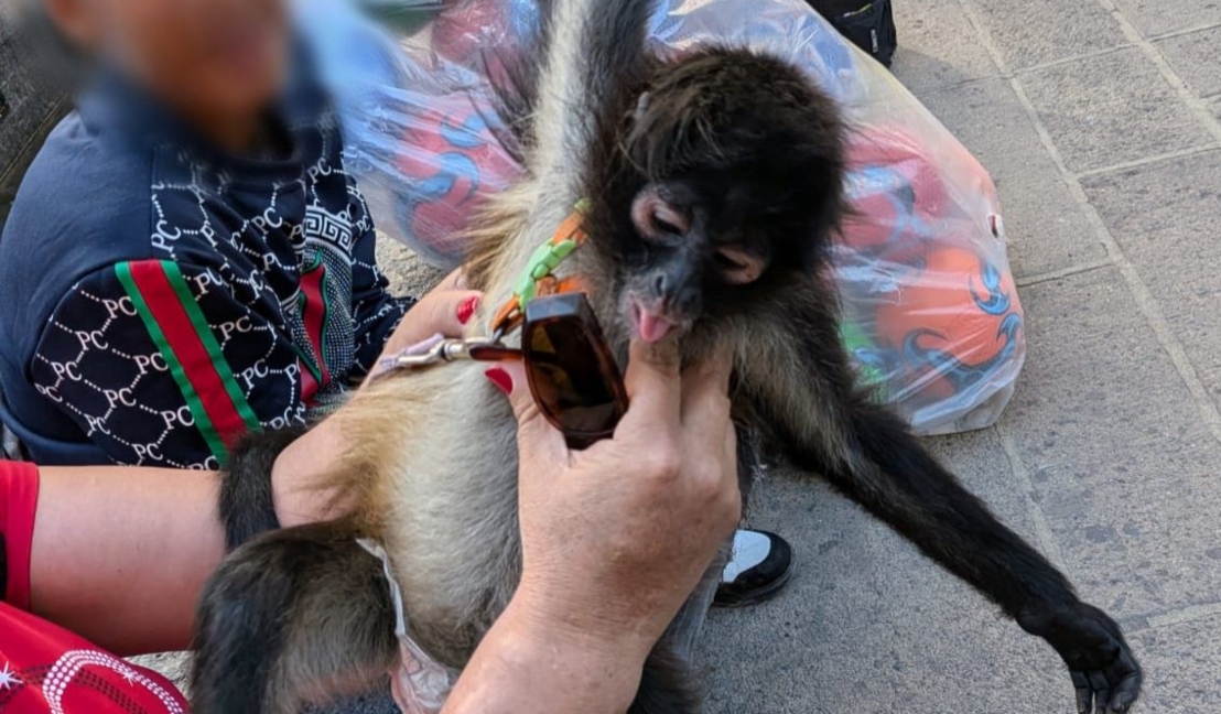El mono araña depende de su madre hasta los 3 años de nacido, por lo que es una especie en riesgo (Foto: Cortesía)