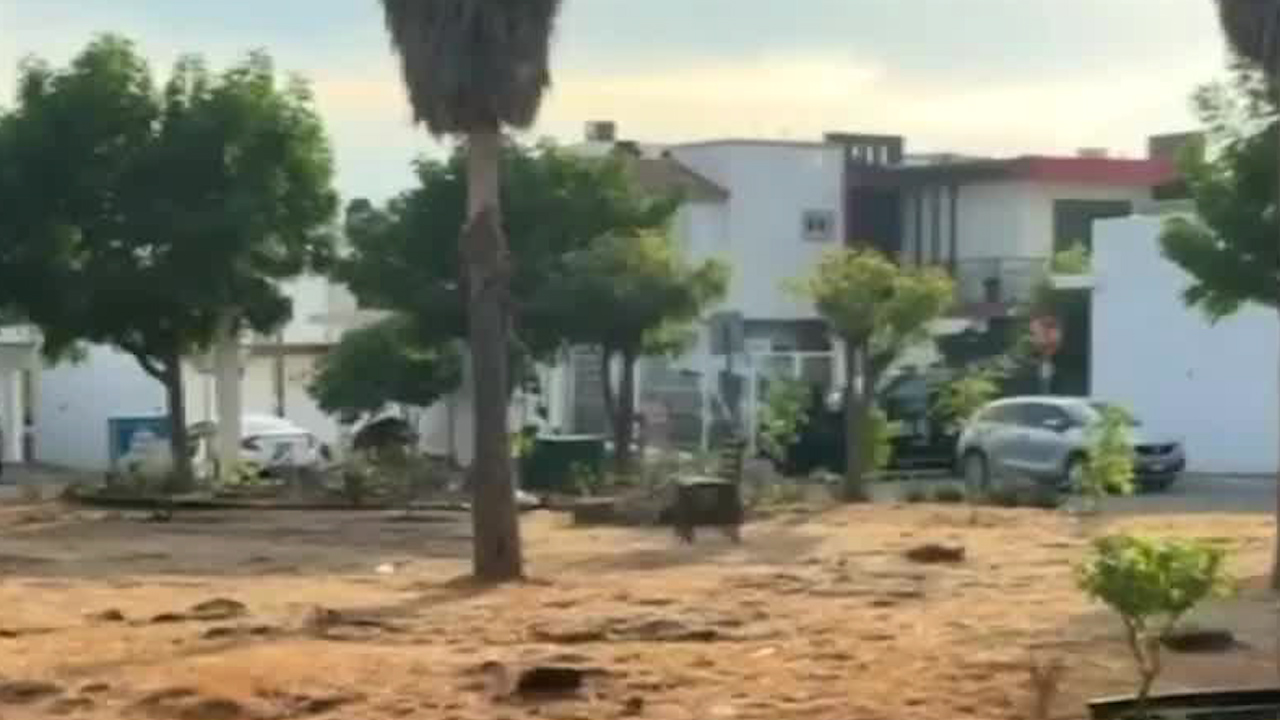 Operativo deja tres detenidos, armas y vehículos asegurados en Sinaloa