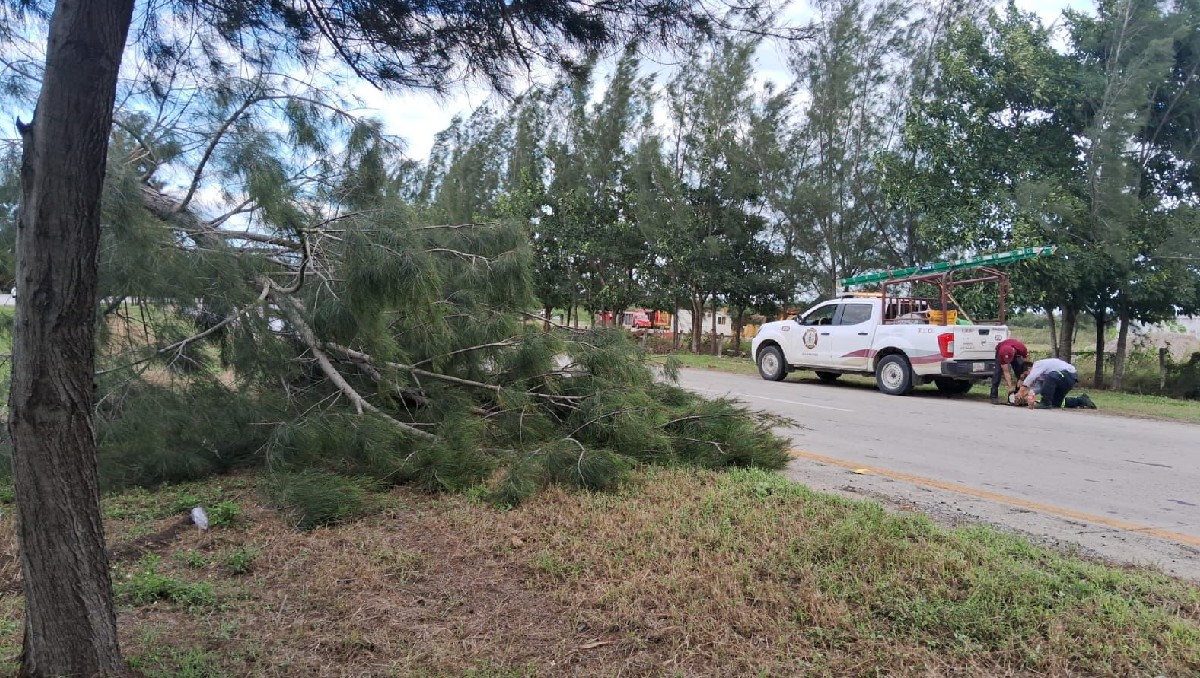 21 árboles colapsaron en distintos puntos del municipio de Altamira. (Mario Juárez)