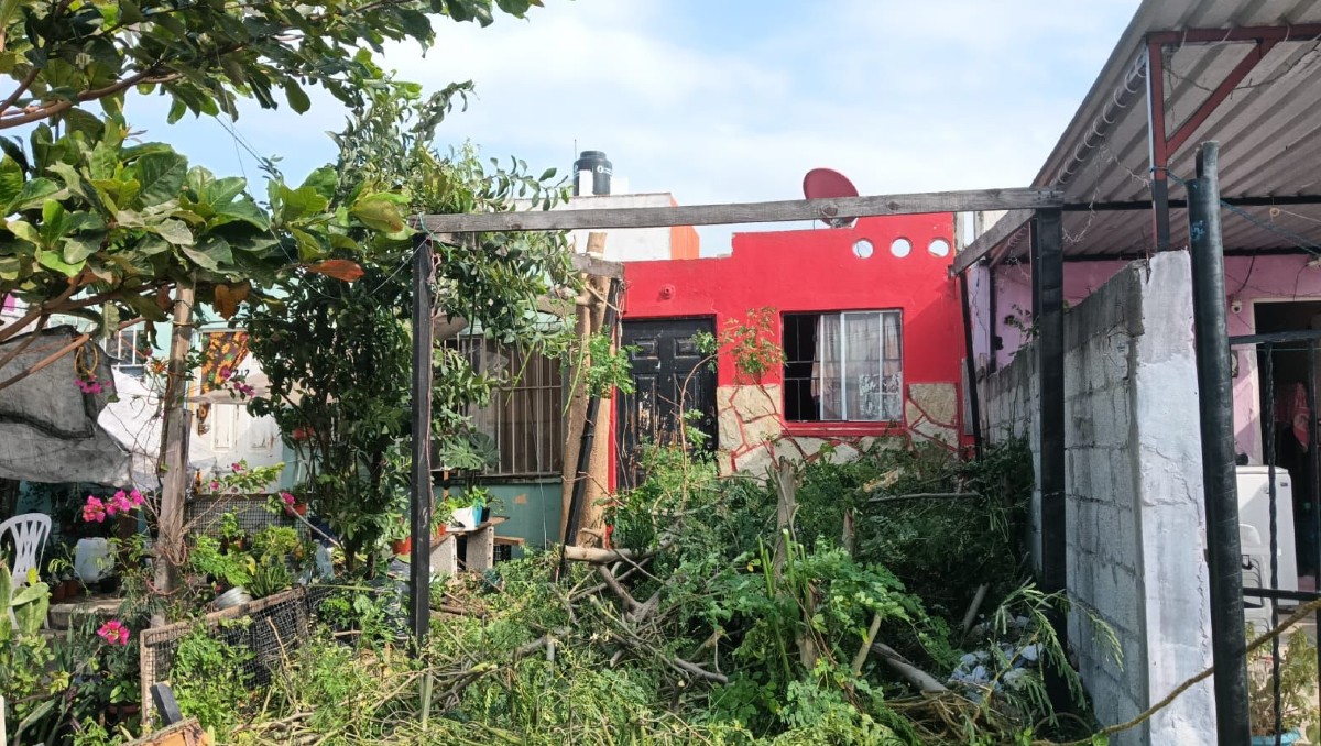 21 árboles colapsaron en distintos puntos del municipio de Altamira. (Mario Juárez)