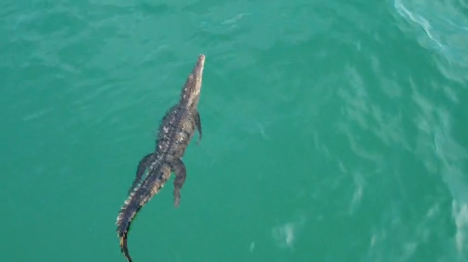 Avistamiento de cocodrilo. (Especial)