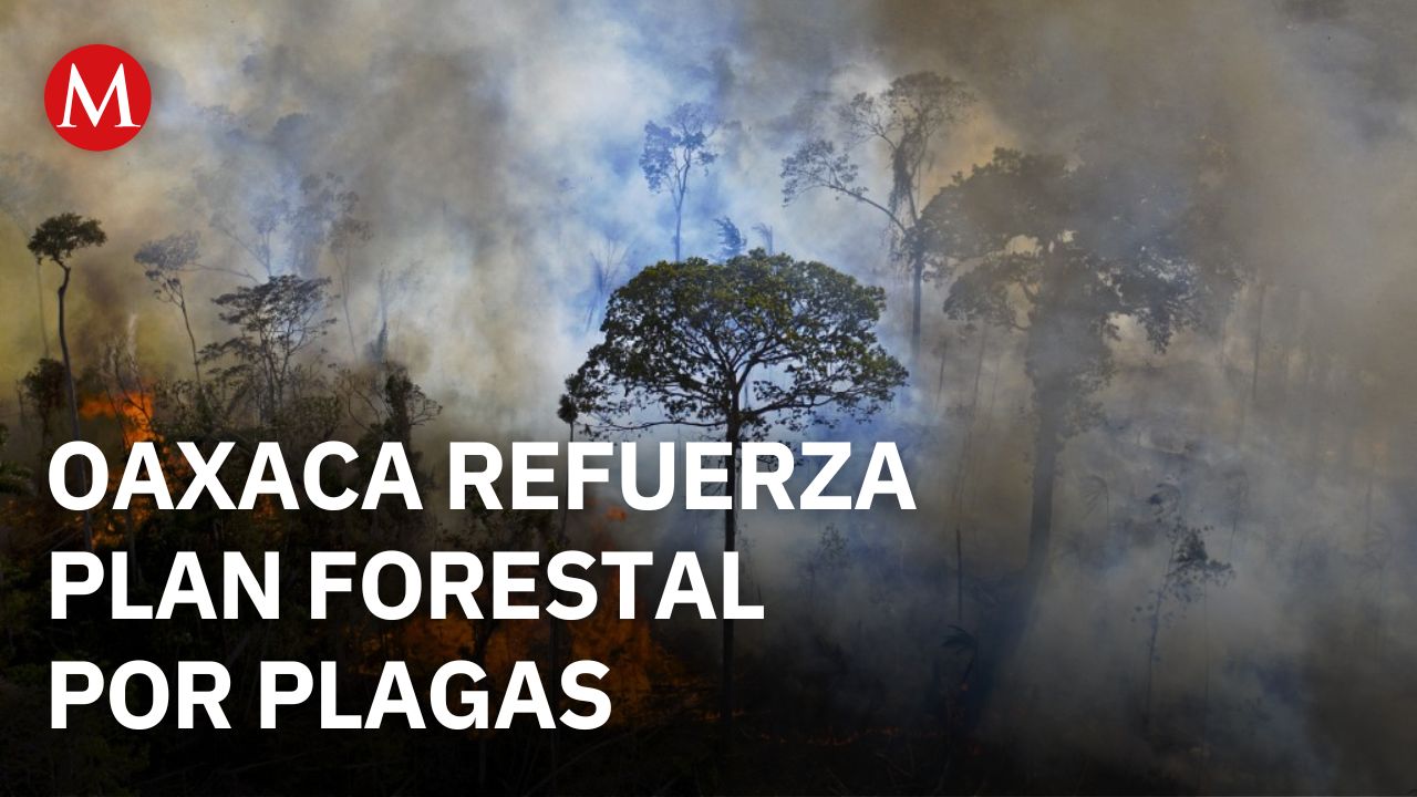 Conafor registra más plagas por cambio climático y refuerza plan forestal en Oaxaca