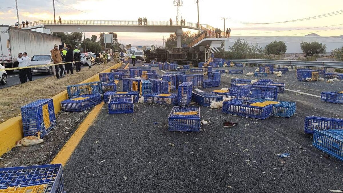 Los pollos deben ser retirados del lugar | Especial