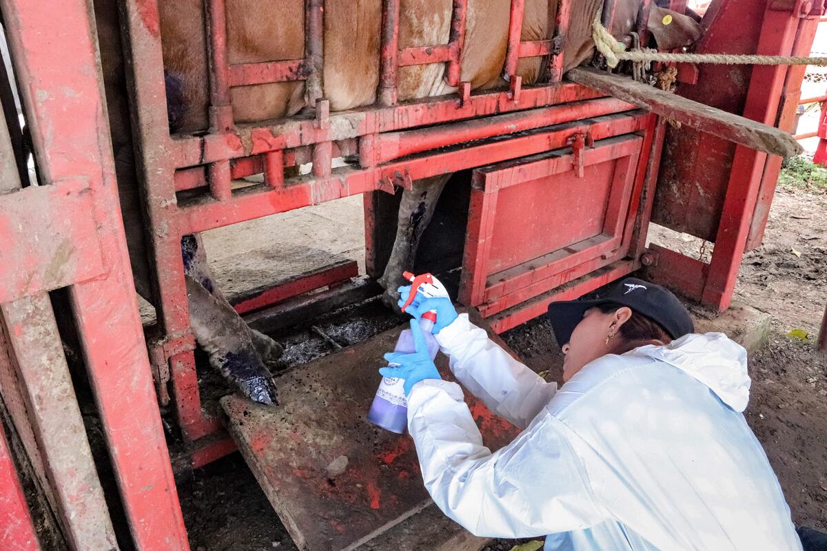 La Secretaría de Agricultura estima que se han dejado de exportar 700 mil 880 cabezas de ganado bovino. | Especial