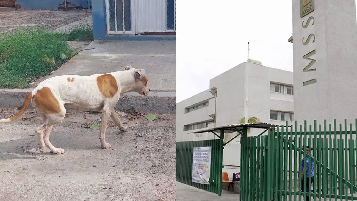 Fue consecuencia de que el conductor realizó el inesperado viraje para evitar arrollar a un perro. | Especial