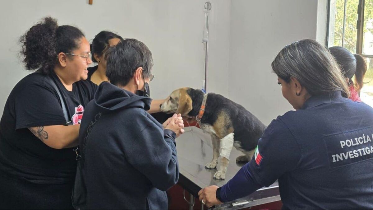 Rescatan a perrita lesionada en Tonalá y la reúnen con su familia