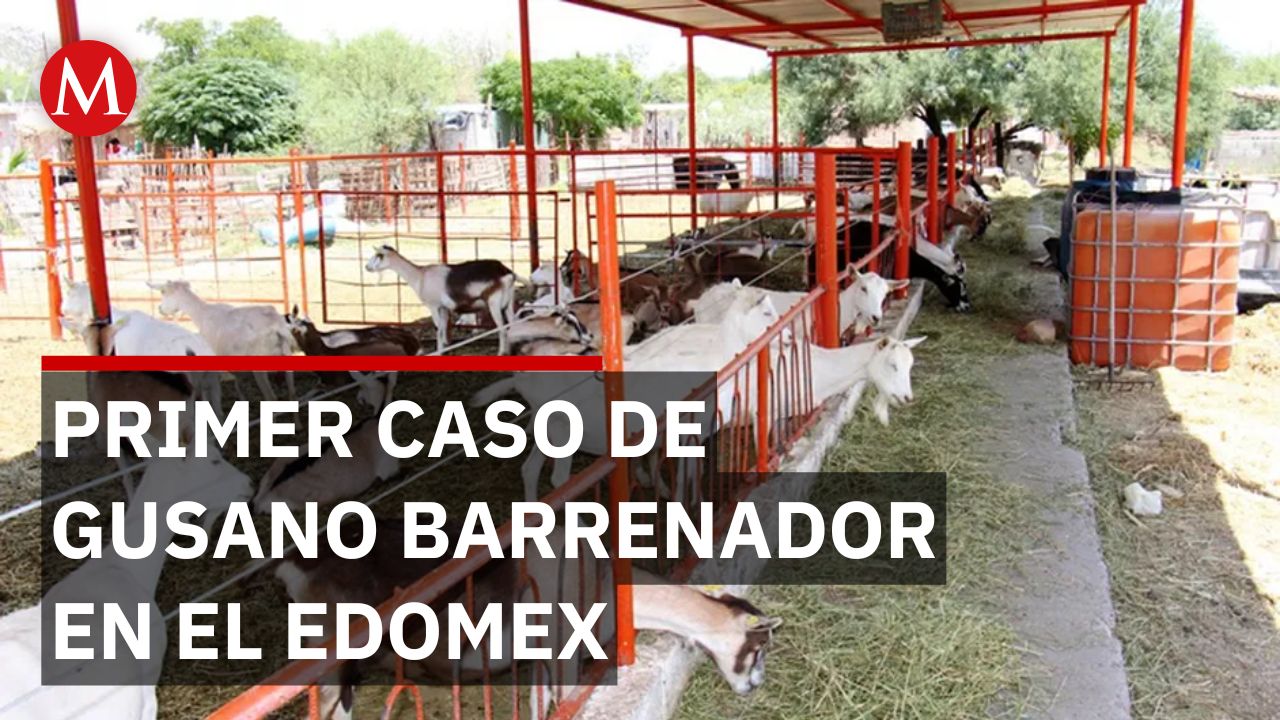 En el Estado de México, se registra el primer caso de gusano barrenador en una cabra
