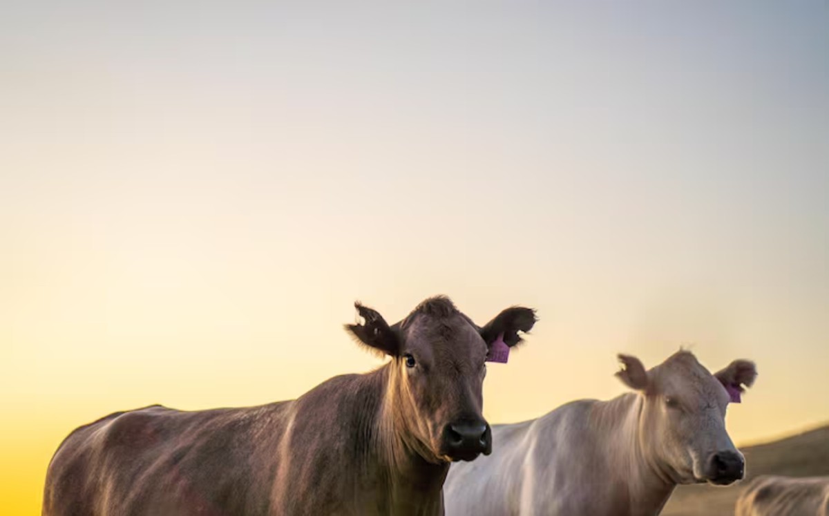 Recientemente se reforzaron e instalaron filtros sanitarios con puestos de inspección y verificación cuarentenaria en Tamaulipas.