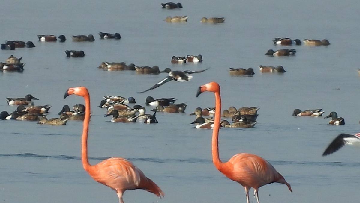 Aunque son propios de Yucatán, tres flamencos residen en el Lago Nabor Carrillo, dentro del Parque Ecológico de Texcoco. Foto: Fanny Miranda