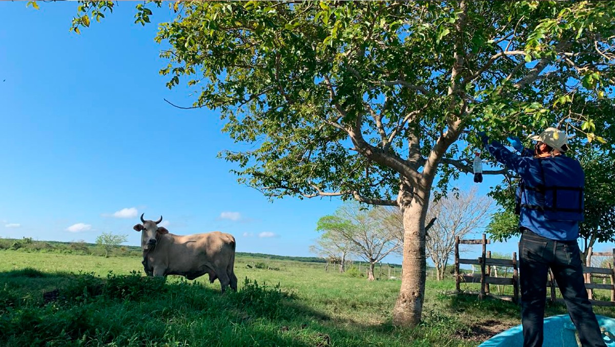 Lucha contra el gusano barrenador en Tamaulipas