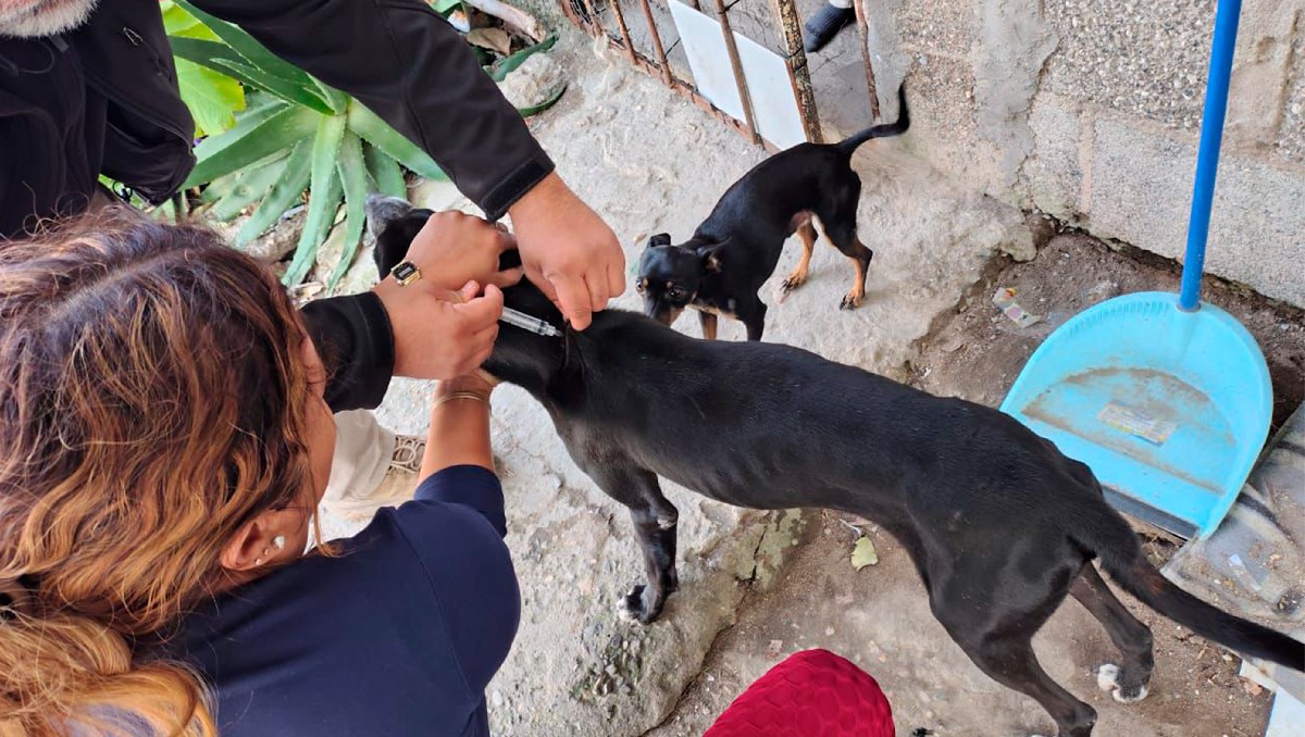 Lucha contra el gusano barrenador en Tamaulipas. (Yazmín Sánchez)