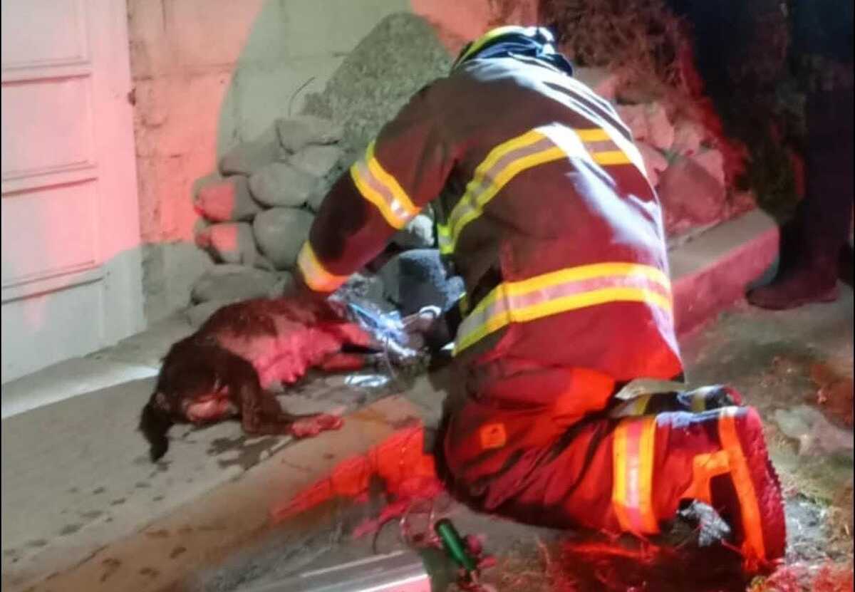 Nueve caninos que se encontraban atrapados dentro de la casa. (Cortesía)