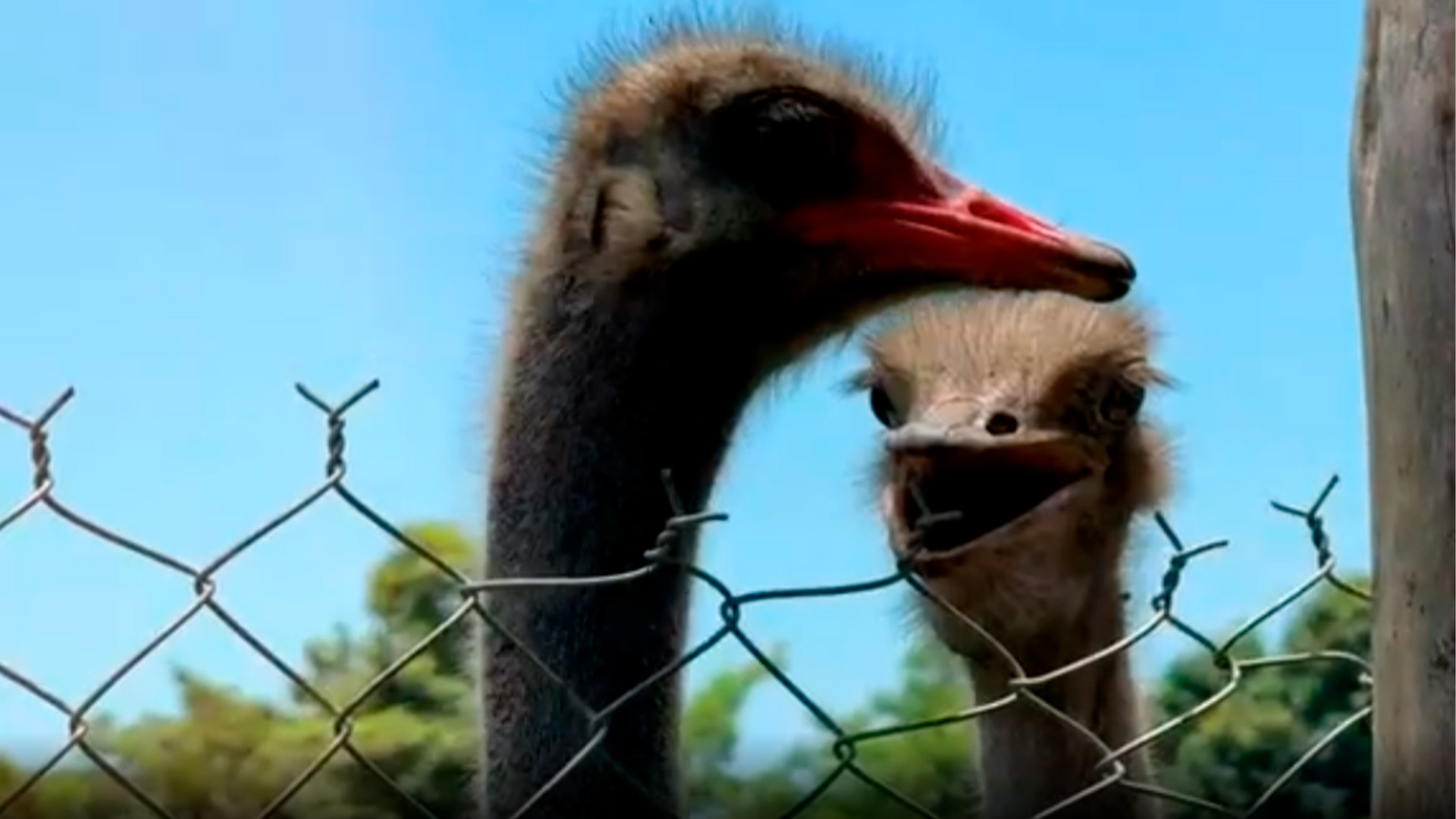Santuario ‘Uma Avestruz’ impulsa conservación y turismo responsable en Chiapas