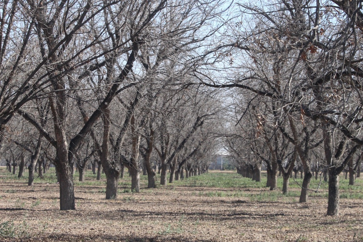 El desplome, considerado atípico y catastrófico, afecta tanto zonas con escasez como con disponibilidad permanente de agua.| Roberto Amaya