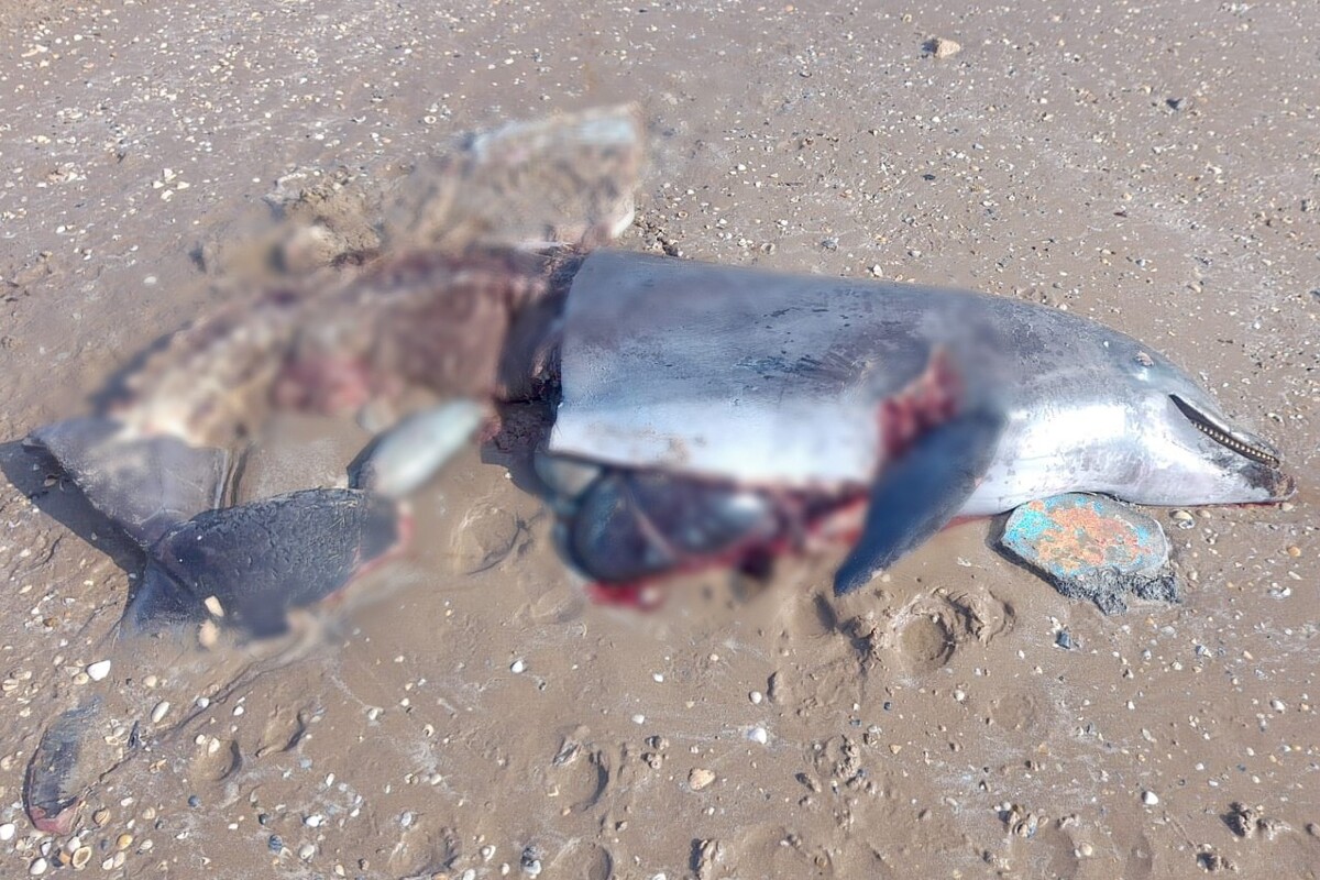 Encuentran carne de delfín usada como carnada en playa Bagdad