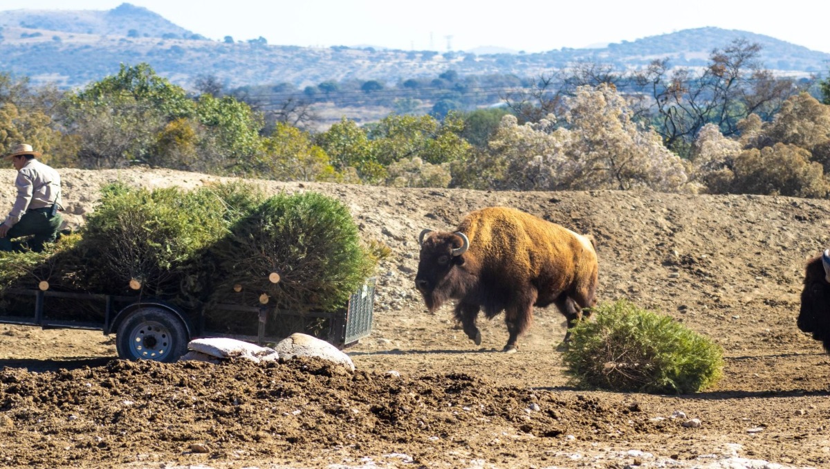 Ayuntamiento de Puebla y Africam Safari inician 'Verde Navidad 2025' | Especial
