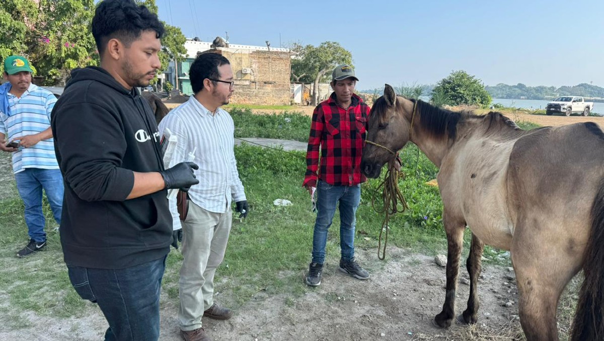Buscan caballos de trabajo para proteger del gusano barrenador en Tamaulipas. (Cortesía)